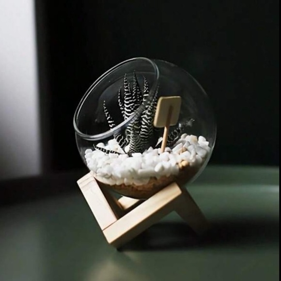 🌵 Cactus/ Succulent/Air Plants Glass Planter with Wooden Stand - Picture 6 of 9